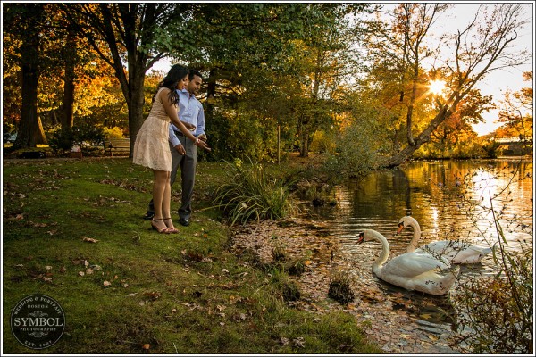couple feeding swans